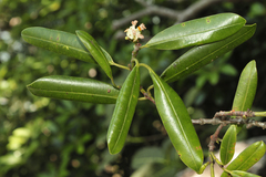 Garcinia travancorica